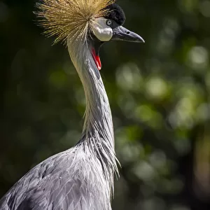 Grey crowned crane (Balearica regulorum gibbericeps)