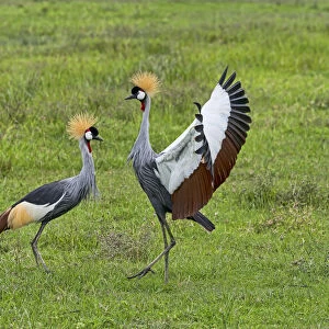 Grey Crowned Cranes -Balearica regulorum-, Ngorongoro, Tanzania