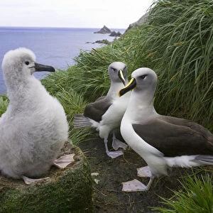 Two grey-headed albatross (Thalassarche chrysostoma) and chick in nest
