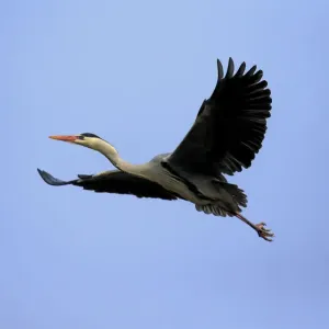 Grey Heron -Ardea cinerea-, adult in breeding plumage, flying, Baden-Wurttemberg, Germany
