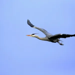 Grey Heron Print, Adult in Breeding Plumage Flying Grey Heron Print, Adult in Breeding Plumage Flying