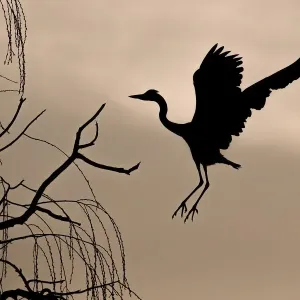 Grey heron (Ardea cinerea) on approach to tree at dawn, Hesse, Germany Grey heron (Ardea cinerea) on approach to tree at dawn, Hesse, Germany