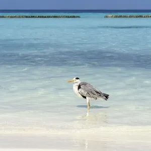 Grey Heron -Ardea cinerea- on the beach of a Maldivian island, Kurendhoo Island, Lhaviyani Atoll, Maldives Grey Heron -Ardea cinerea- on the beach of a Maldivian island, Kurendhoo Island, Lhaviyani Atoll, Maldives