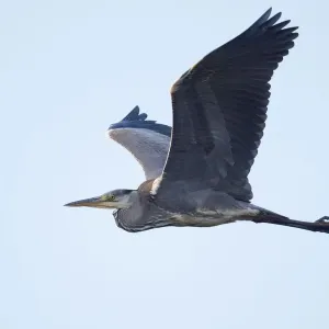 Grey Heron in Flight Print