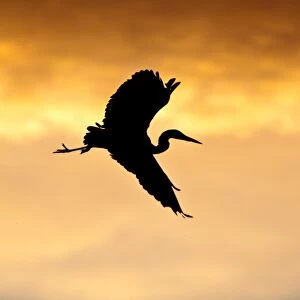 Grey Heron -Ardea cinerea-, in flight in the morning light, silhouette, North Hesse, Hesse, Germany