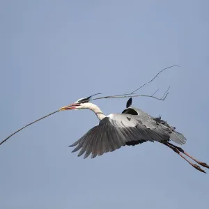 Grey Heron -Ardea cinerea- in flight with nesting material in beak Grey Heron -Ardea cinerea- in flight with nesting material in beak