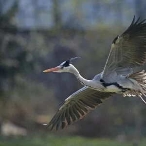 Grey Heron -Ardea cinerea- in flight, Stuttgart, Baden-Wuerttemberg, Germany, Europe