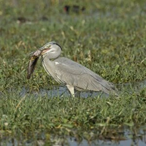 Grey Heron -Ardea cinerea-, Keoladeo National Park, Rajasthan, India