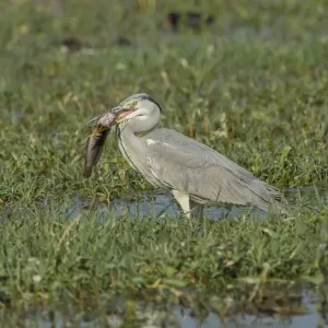 Grey Heron -Ardea cinerea-, Keoladeo National Park, Rajasthan, India Grey Heron -Ardea cinerea-, Keoladeo National Park, Rajasthan, India