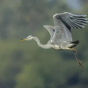 Grey Heron Print - Ardea cinerea, Keoladeo National Park Grey Heron Print - Ardea cinerea, Keoladeo National Park