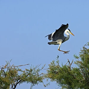 Grey Heron -Ardea cinerea- landing in a tree crown, Camargue, France, Europe