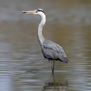 Grey Heron -Ardea cinerea- standing in shallow water, with a captured fish in its beak, Camargue, France, Europe Grey Heron -Ardea cinerea- standing in shallow water, with a captured fish in its beak, Camargue, France, Europe