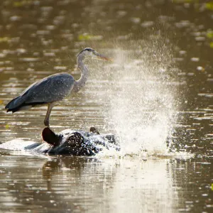 Grey Heron and Hippo, South Luangwa NP, Zambia Grey Heron and Hippo, South Luangwa NP, Zambia