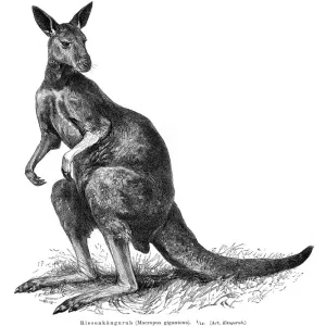 Grey Kangaroo engraving 1895 Grey Kangaroo engraving 1895