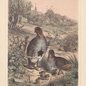 Grey partridge (Perdix perdix), threatened species, hand-colored lithograph, published 1885