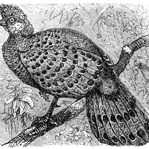 Grey Peacock-Pheasant old illustration (Polyplectron bicalcaratum) Grey Peacock-Pheasant old illustration (Polyplectron bicalcaratum)
