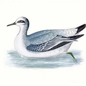 Grey phalarope migratory shorebird breeding in Arctics