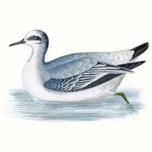 Grey phalarope migratory shorebird breeding in Arctics Grey phalarope migratory shorebird breeding in Arctics