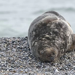 Grey Seal -Halichoerus grypus-, on the beach, Dune island, Helgoland, Schleswig-Holstein, Germany