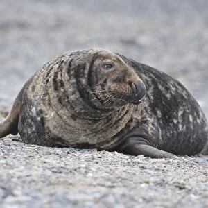 Grey Seal -Halichoerus grypus-, male on the beach, Dune island, Helgoland, Schleswig-Holstein, Germany