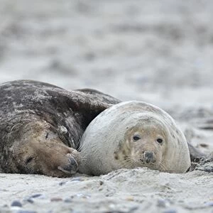 Grey seals -Halichoerus grypus- on the beach, mating, Dune island, Helgoland, Schleswig-Holstein, Germany