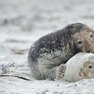 Grey seals -Halichoerus grypus- on the beach, mating, Dune island, Helgoland, Schleswig-Holstein, Germany