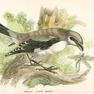 Grey shrike engraving 1896