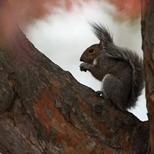Grey squirrel in tree