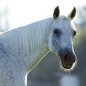 Grey Thuringian Warmblood- mare, portrait with backlighting