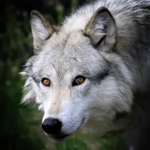 Yellowstone National Park Prints: Yellowstone Wildlife