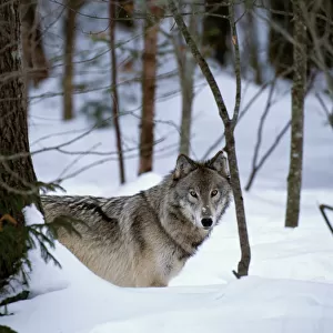 Grey wolf (Canis lupus) in FOREST, CANADA