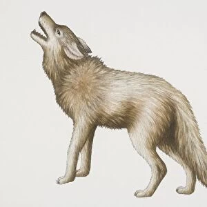 Grey Wolf (canis lupus) lifting up its head and howling, side view