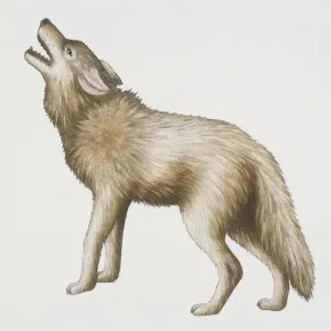 Grey Wolf Lifting Its Head in a Howl, Side View Print Grey Wolf Lifting Its Head in a Howl, Side View Print