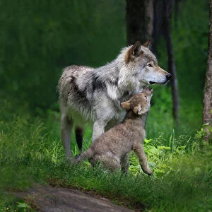 Grey wolf mother with her young pup