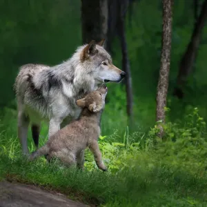 Grey wolf mother with her young pup Grey wolf mother with her young pup
