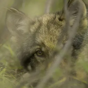 Grey Wolf Pup Print Grey Wolf Pup Print