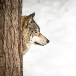 Grey Wolf Behind a Tree Winter Quebec Print Grey Wolf Behind a Tree Winter Quebec Print