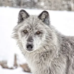 Grey Wolf Print, Yellowstone Wildlife Grey Wolf Print, Yellowstone Wildlife