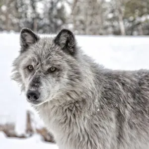 Grey Wolf Print, Yellowstone National Park Grey Wolf Print, Yellowstone National Park