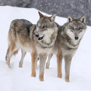 Grey Wolves Winter Print Grey Wolves Winter Print