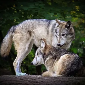Grey wolves Grey wolves
