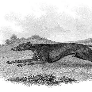 Greyhound hunting dog engraving 1812