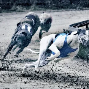 Greyhound Racing Print Greyhound Racing Print
