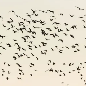Greylag Geese in Flight Print Greylag Geese in Flight Print