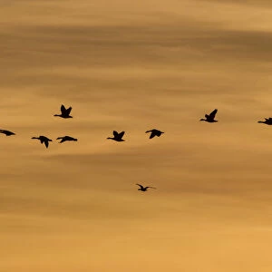 Greylag Geese -Anser anser- in flight in front of an evening sky, Ruegen Island, Mecklenburg-Western Pomerania, Germany, Europe