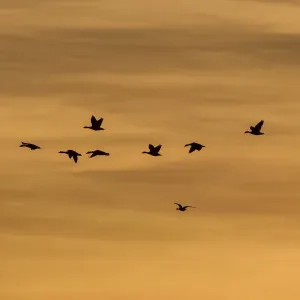 Greylag Geese -Anser anser- in flight in front of an evening sky, Ruegen Island, Mecklenburg-Western Pomerania, Germany, Europe Greylag Geese -Anser anser- in flight in front of an evening sky, Ruegen Island, Mecklenburg-Western Pomerania, Germany, Europe