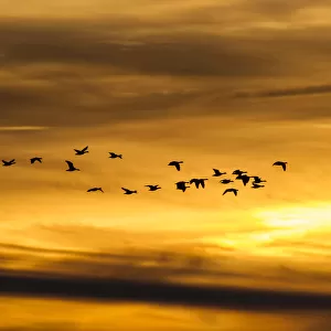 Greylag Geese -Anser anser- in flight in front of an evening sky, Ruegen Island, Mecklenburg-Western Pomerania, Germany, Europe