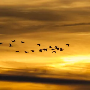 Greylag Geese -Anser anser- in flight in front of an evening sky, Ruegen Island, Mecklenburg-Western Pomerania, Germany, Europe