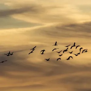 Greylag Geese -Anser anser- in flight in front of an evening sky, Ruegen Island, Mecklenburg-Western Pomerania, Germany, Europe Greylag Geese -Anser anser- in flight in front of an evening sky, Ruegen Island, Mecklenburg-Western Pomerania, Germany, Europe