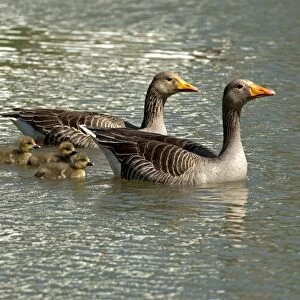 Greylag Geese -Anser anser-, pair with chicks, Camargue, France, Europe